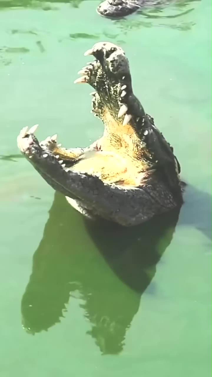 鳄鱼为什么喜欢张着嘴巴不动