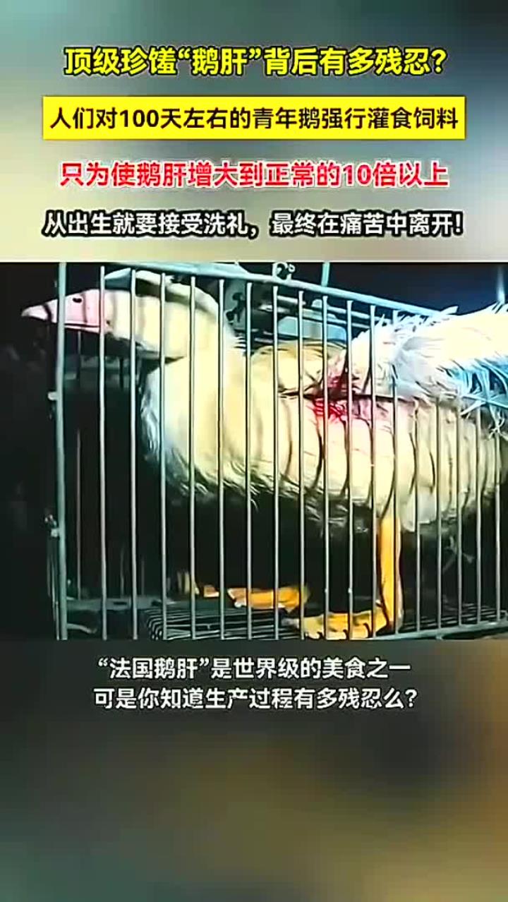 顶级珍馐“鹅肝”背后有残忍？十斤鹅八斤肝！