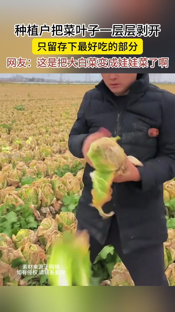 种植户把菜叶子剥开，留存最好吃的部分，网友：大白菜变娃娃菜