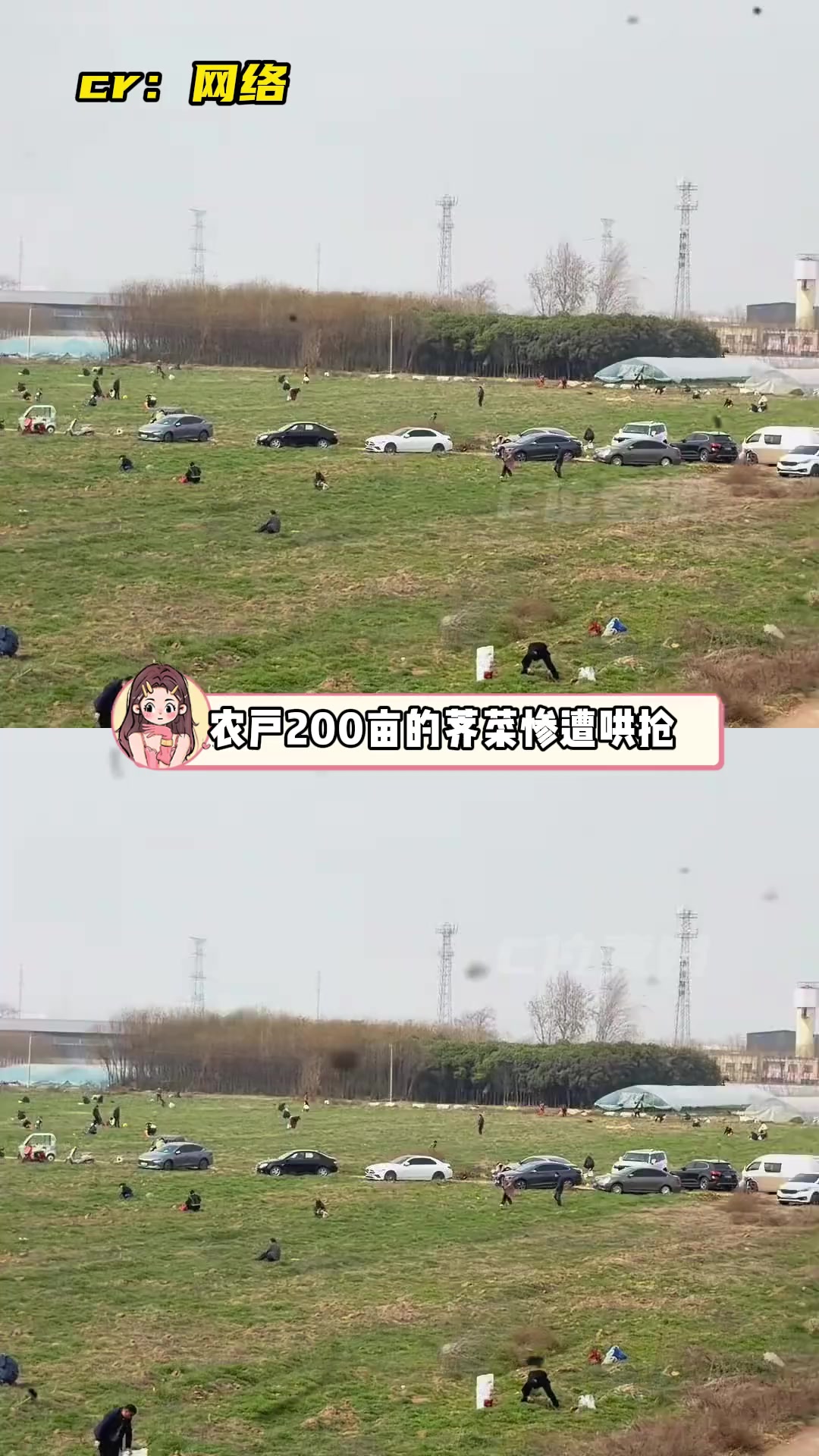 农户精心打理的荠菜地，因为被传“免费挖”遭哄抢