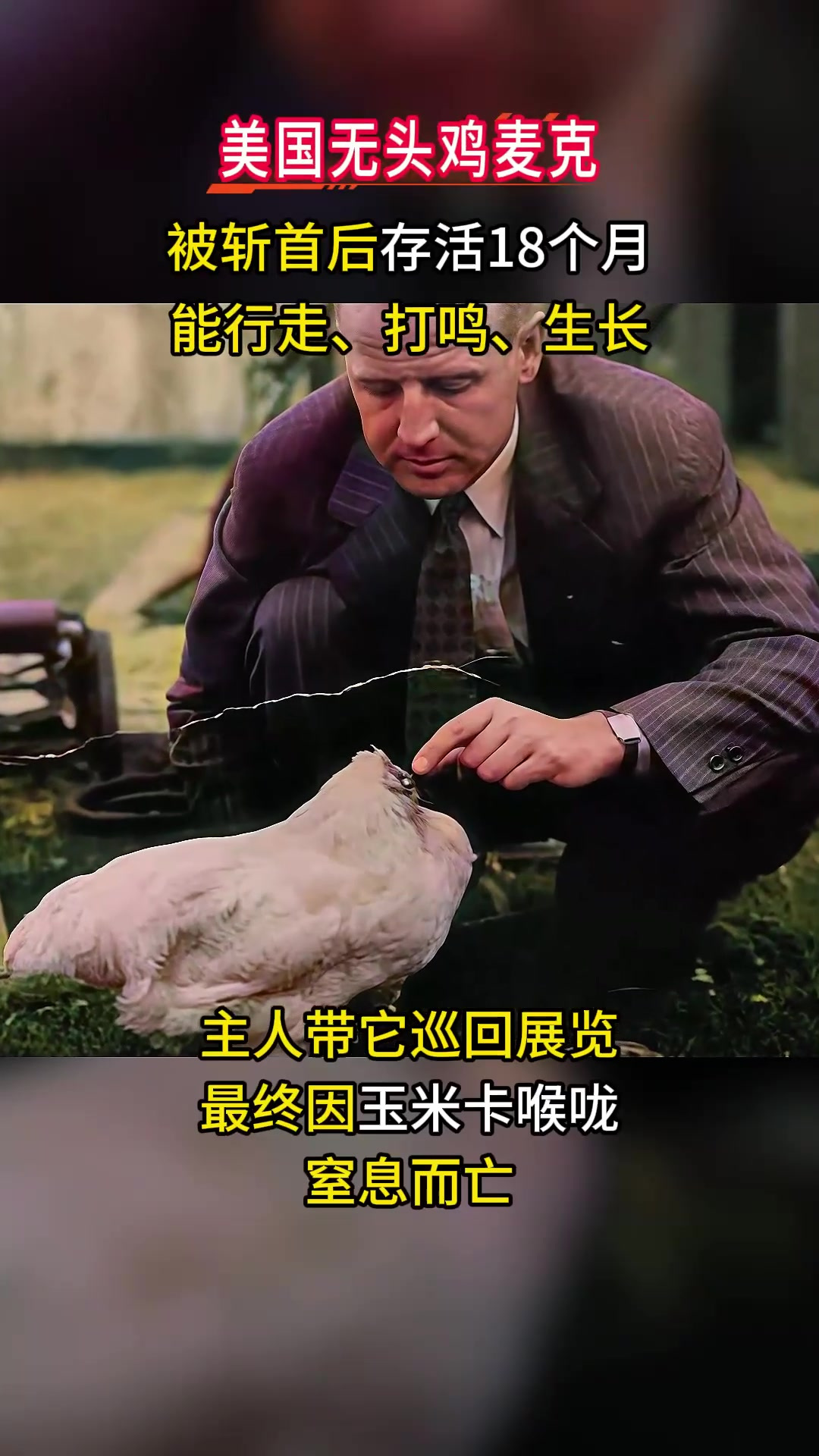 1945年美国无头鸡麦克，断头后活蹦乱跳18个月，甚至开启巡回演出