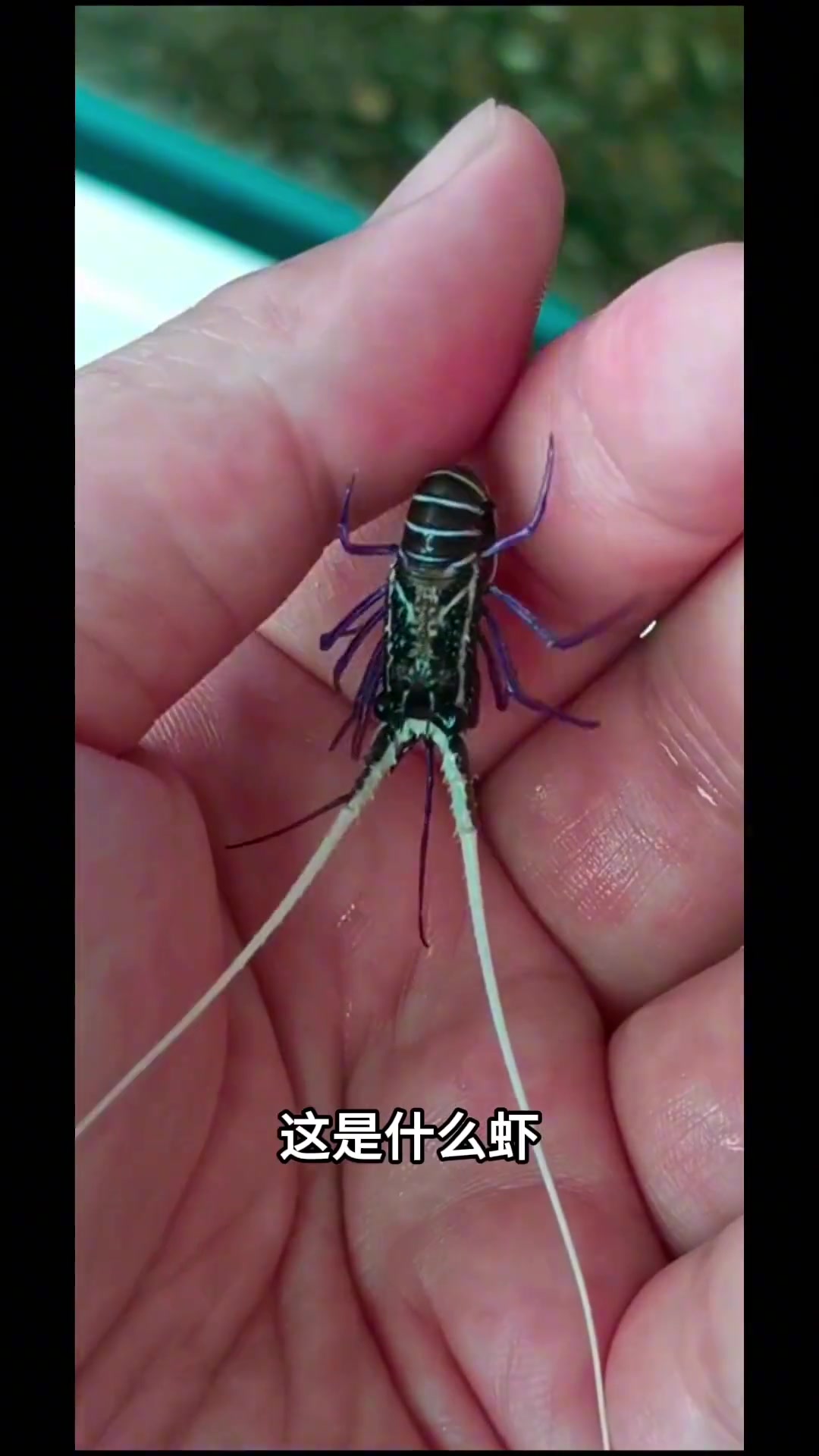 虾的十几种品种科普