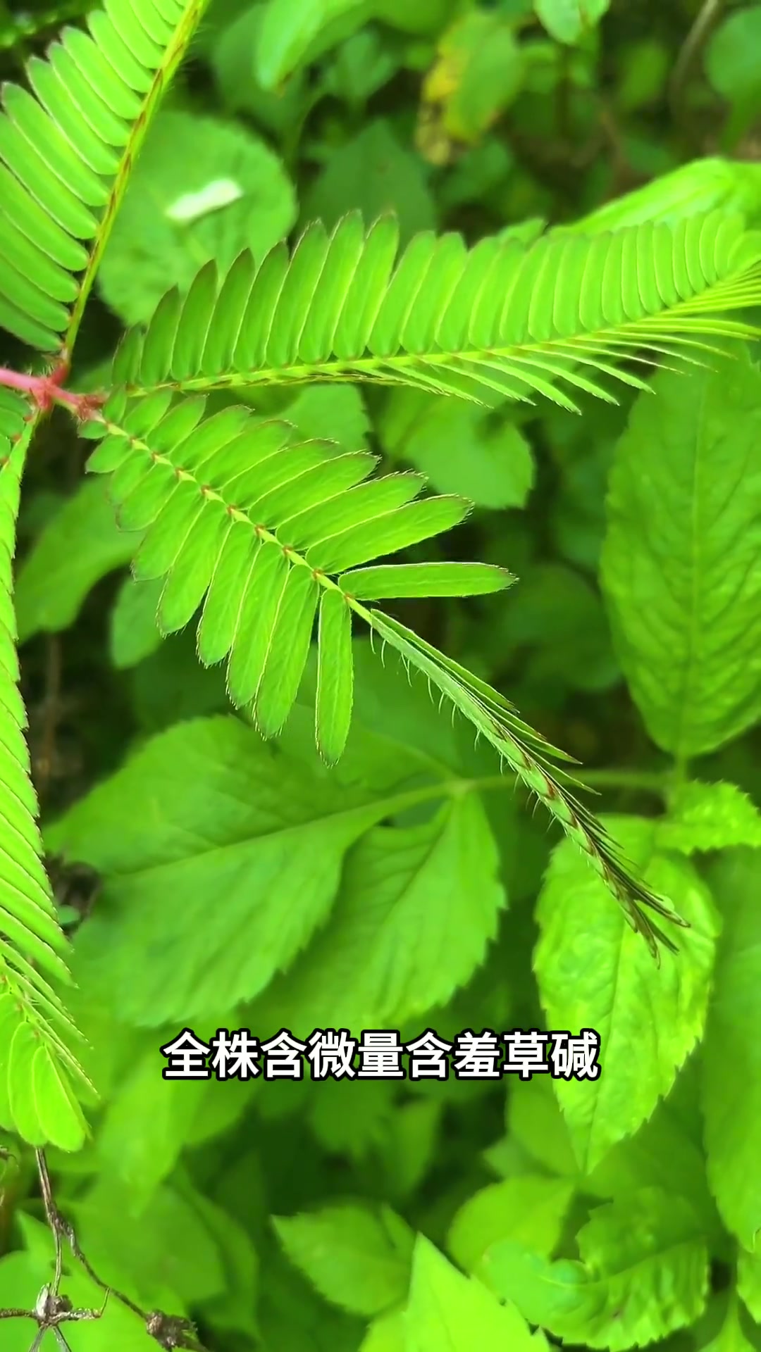 分享十几种有毒的植物，来看看它的毒性有多强吧
