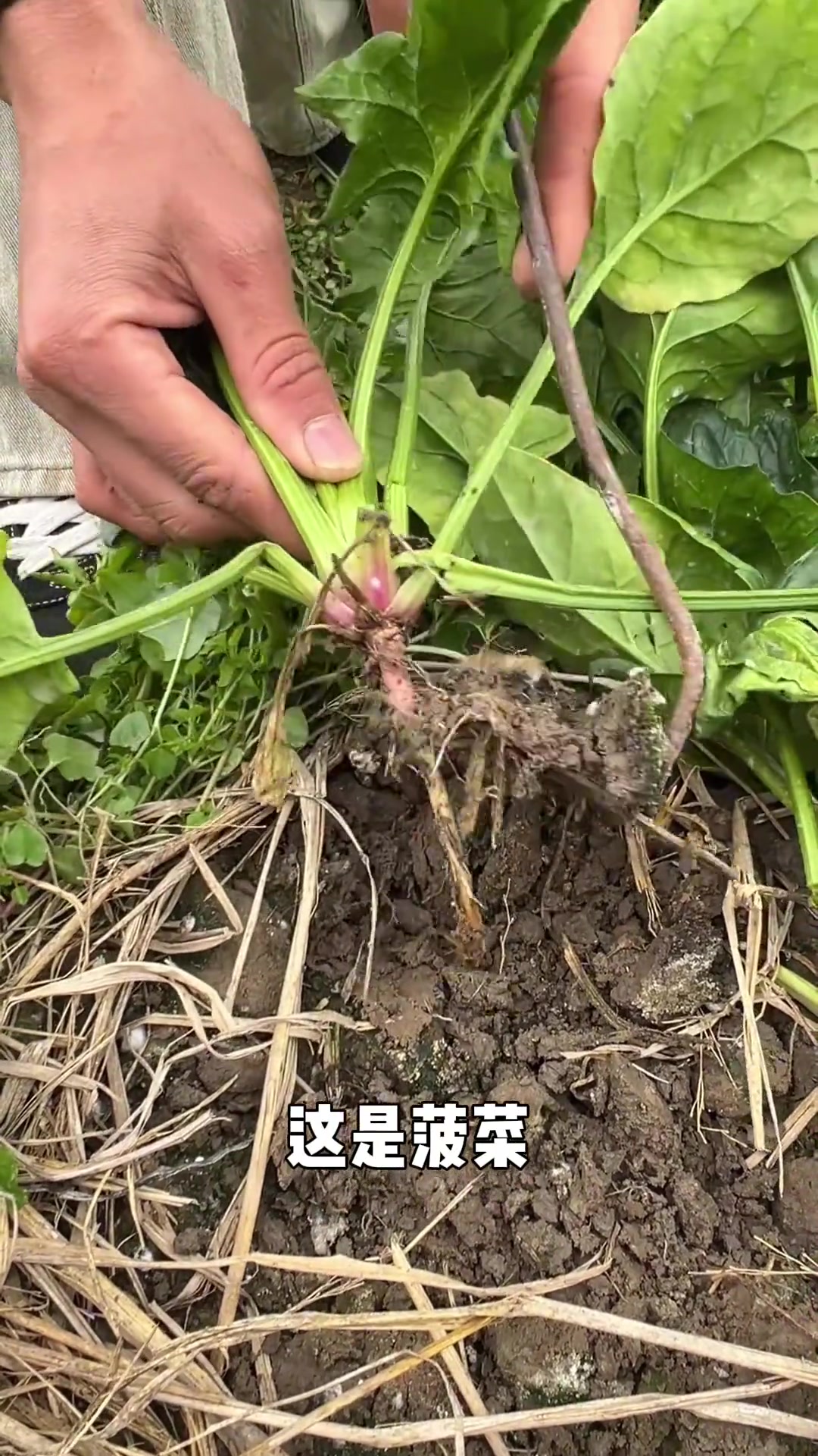 分享科普16种叶子菜，你都吃过几种？