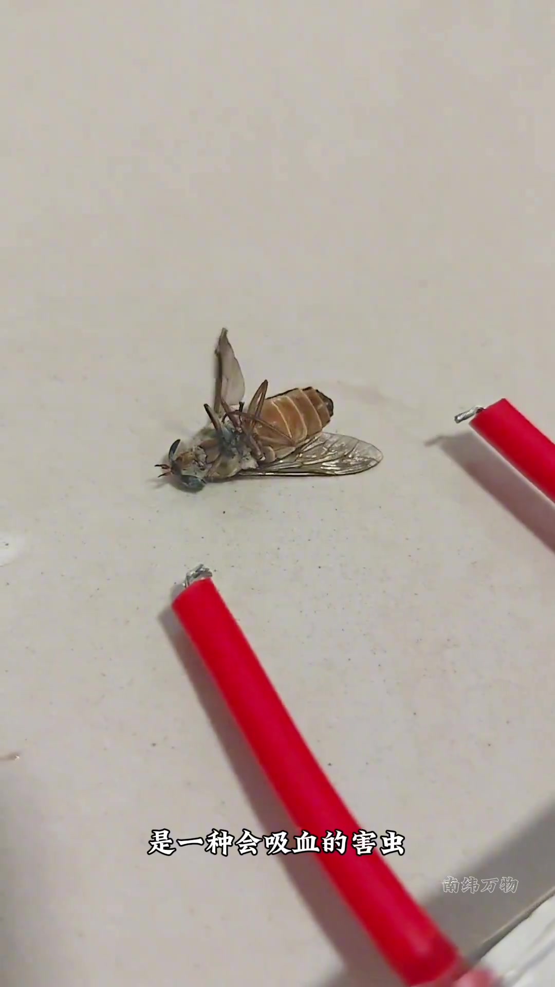 带你认识15种昆虫!