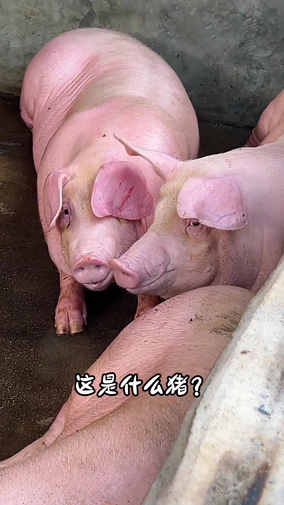 分享14种不同品种的猪及价格，你都认识哪几种呀？