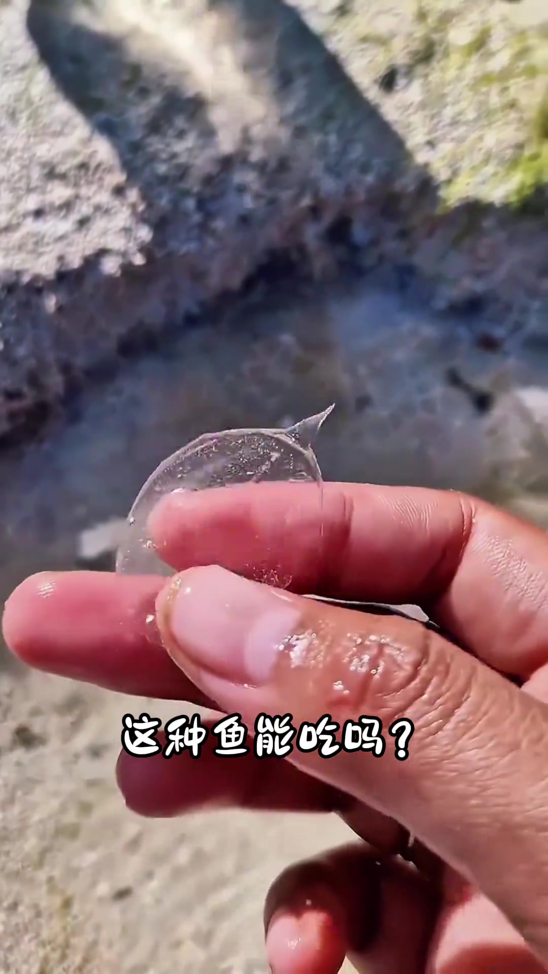 分享18种海鱼，你都吃过哪几种呀？