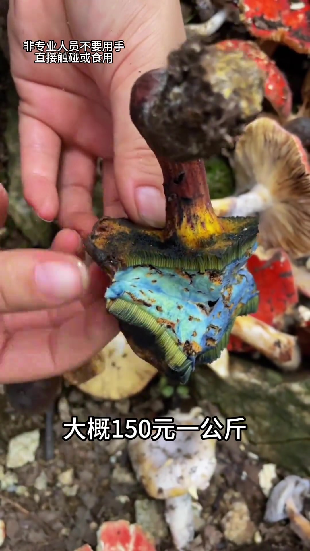 带你认识22种可食用的“菌”，你都吃过几种？