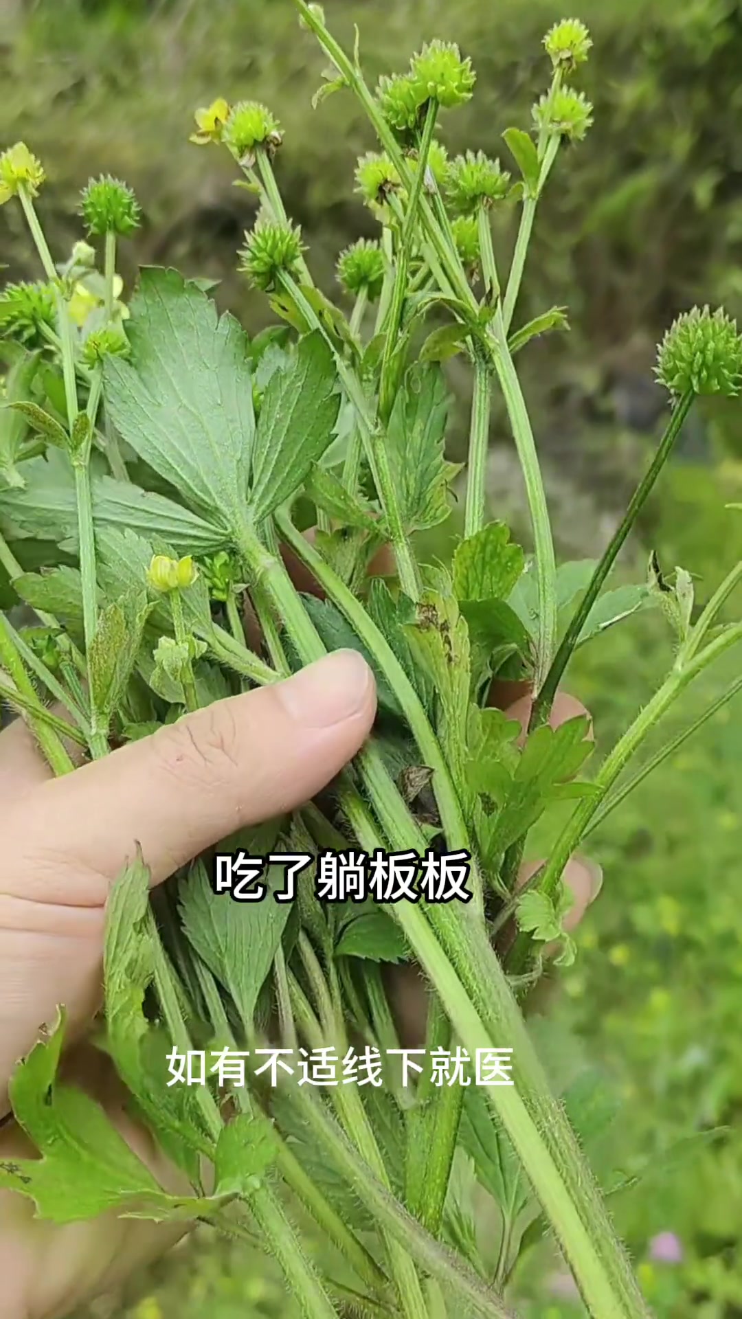 八戒分享野外20种有毒的野菜？在野外看见千万不能吃，以免不适