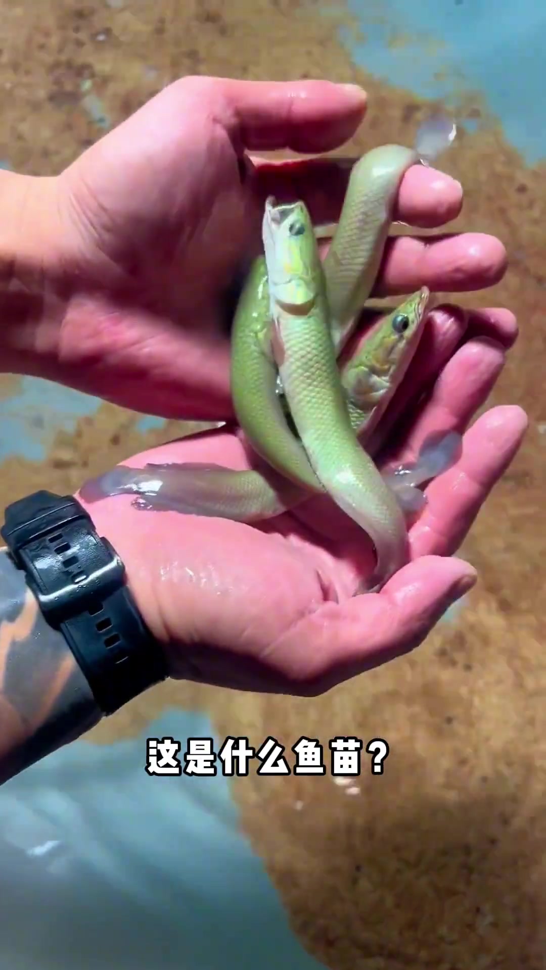 认识11种鱼苗.......