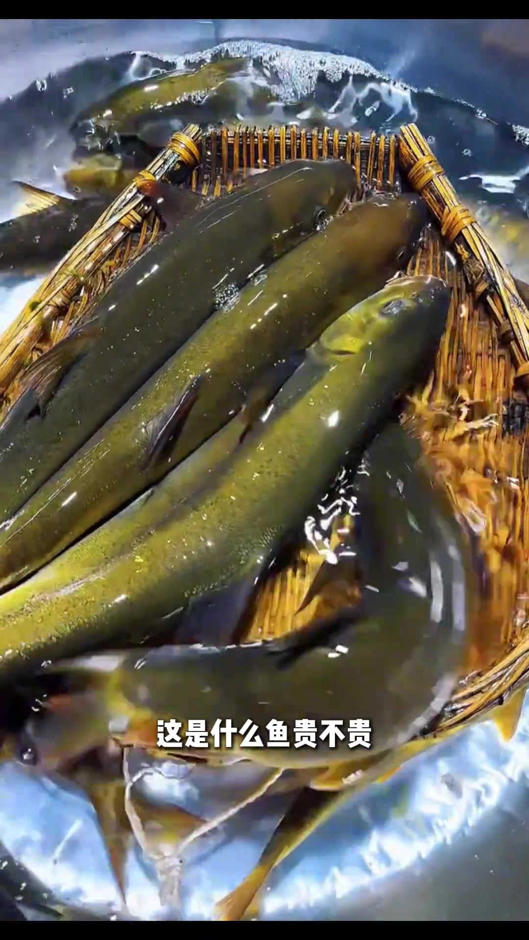 认识九种贵州溪流里的鱼