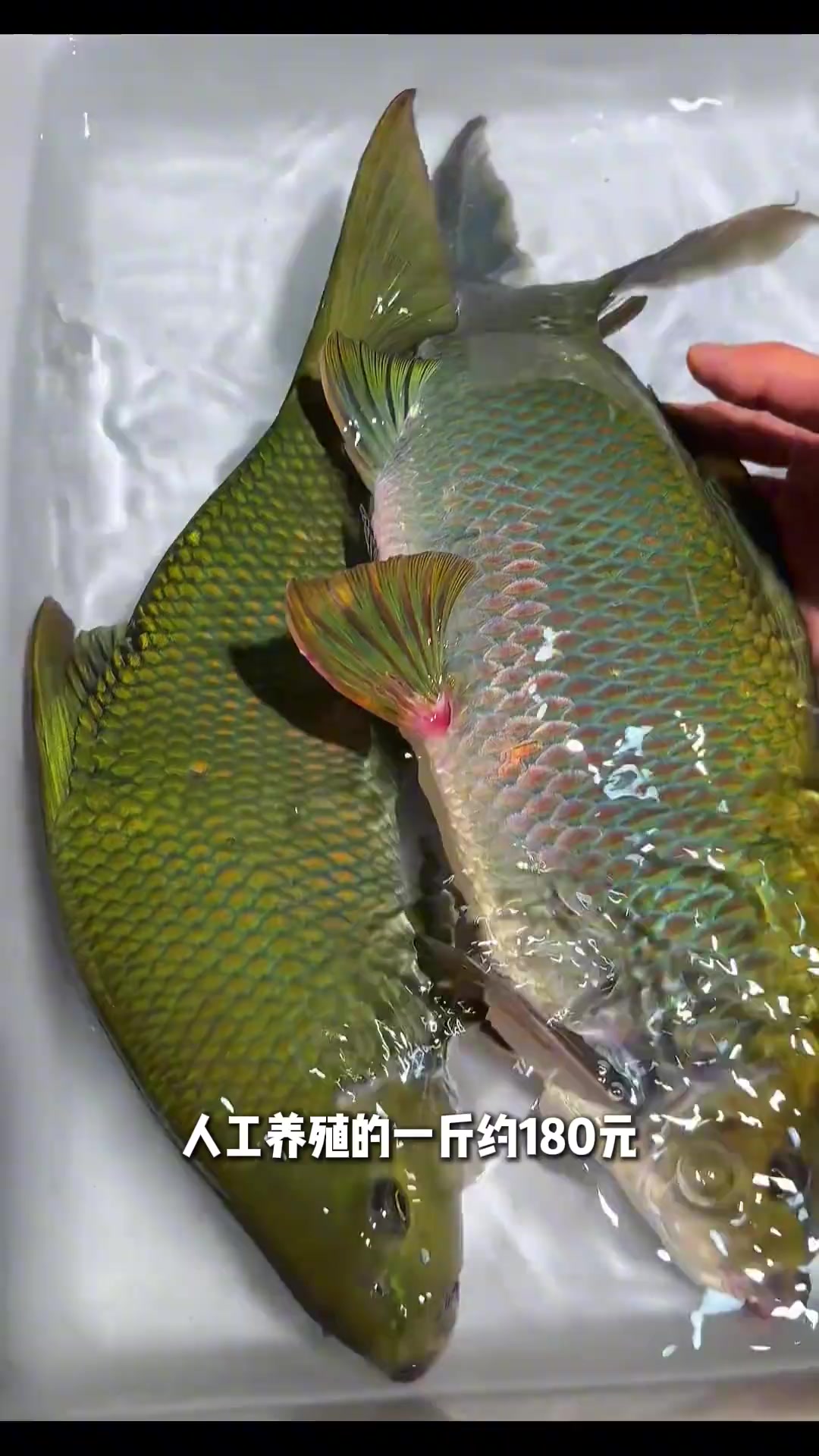 认识八种贵州溪流里的鱼