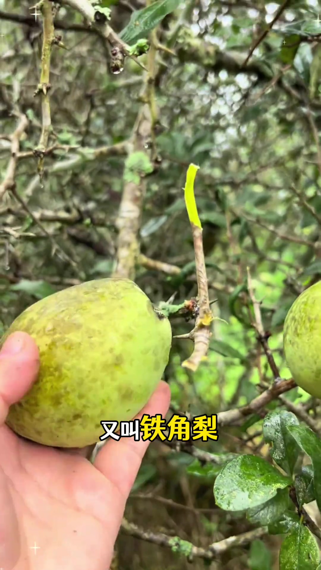 农村特酸的10种野果