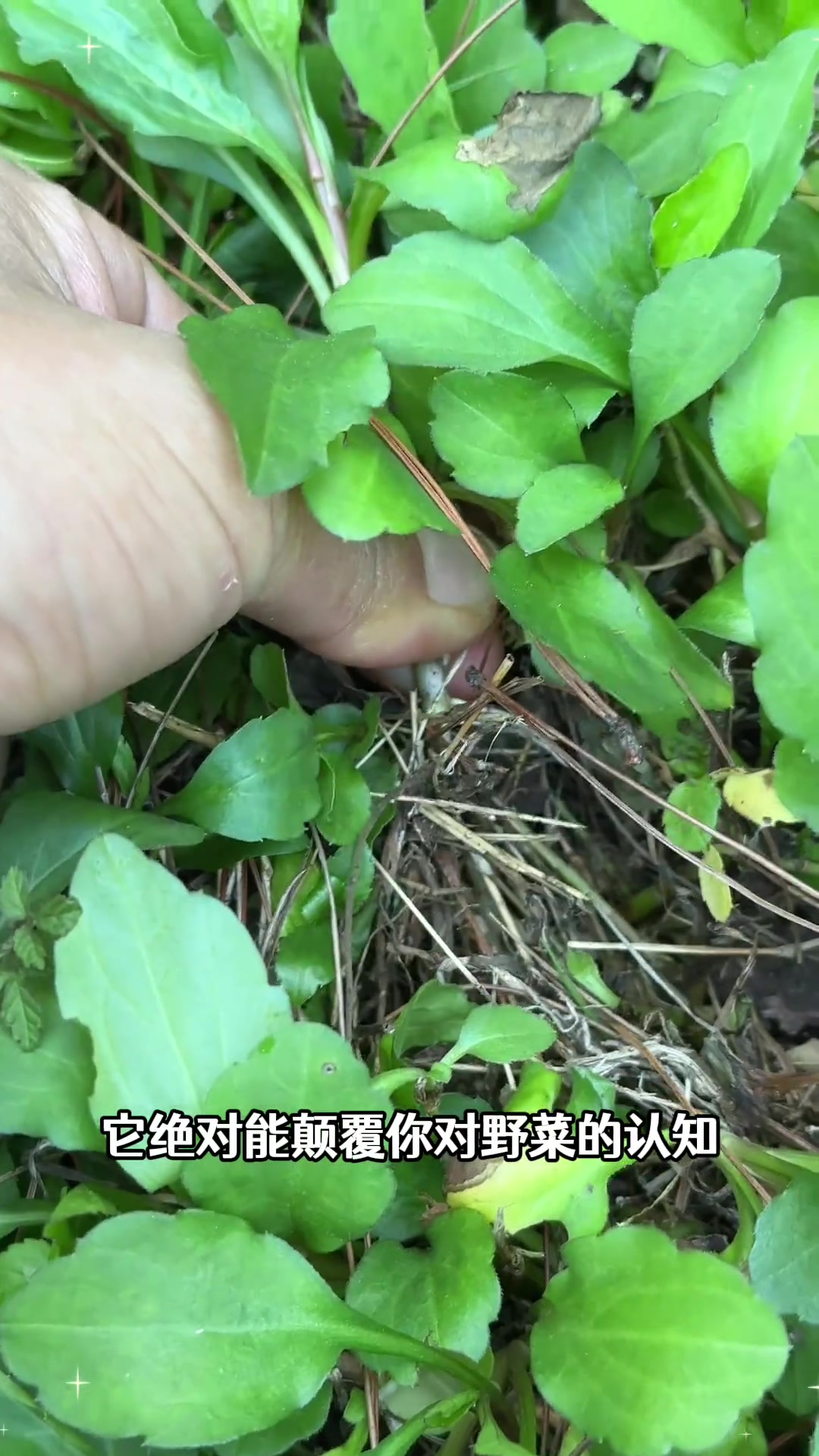 野菜界当仁不让的王者，马兰头，又叫泥鳅菜，农村餐桌上的香饽饽
