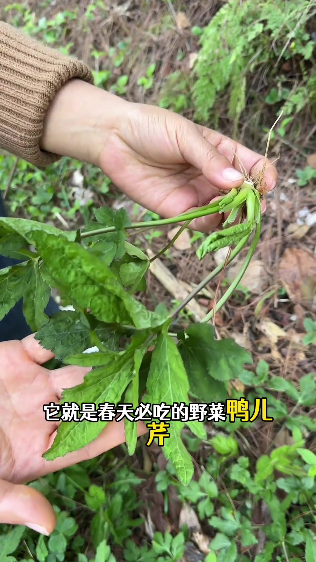 用鸭子命名的野菜，鸭儿芹，又叫鸭脚板，风味十足，是春天里不可