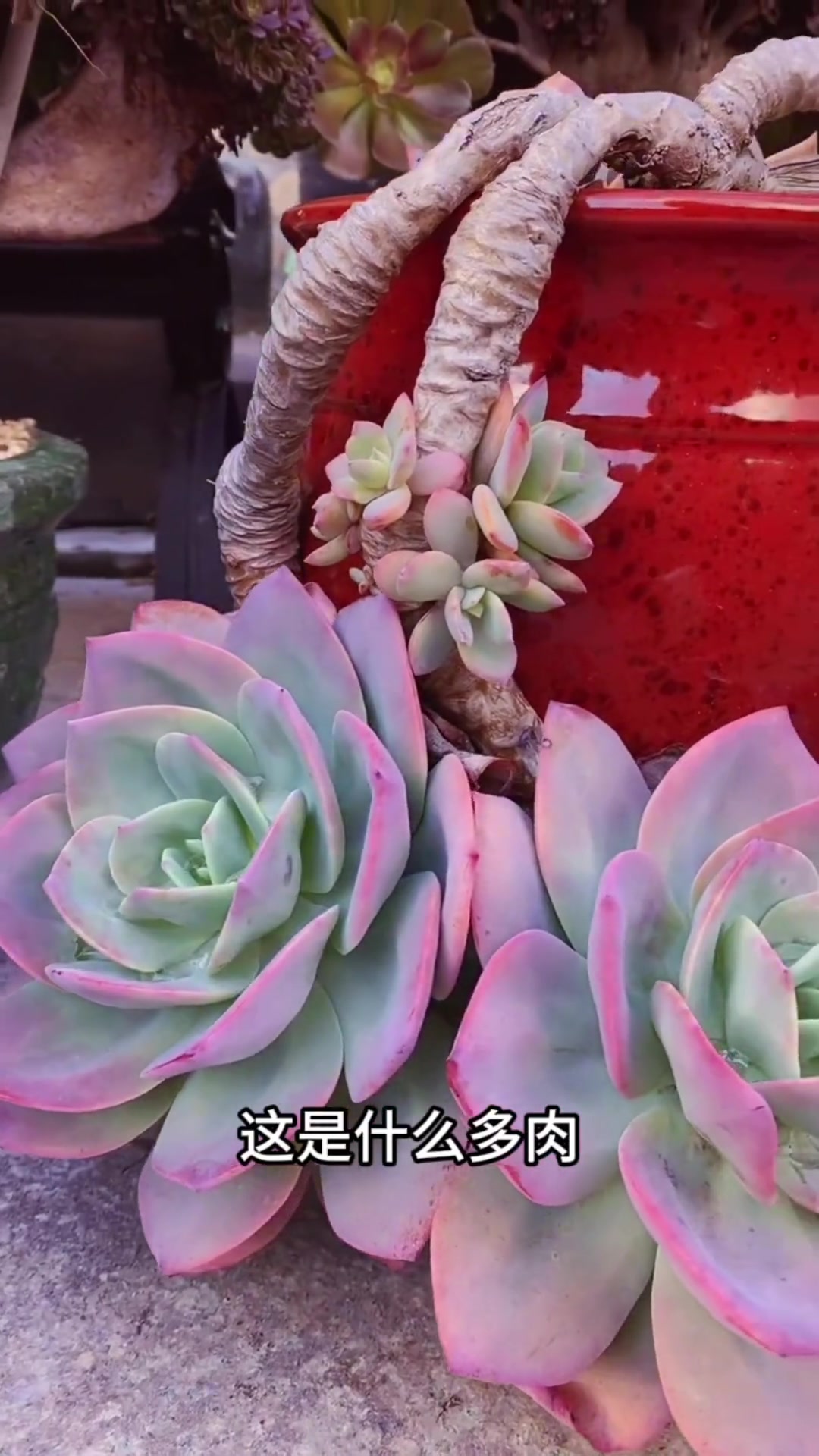 五颜六色的多肉你见过几种？这个是常见的多肉你一定见过，但是你