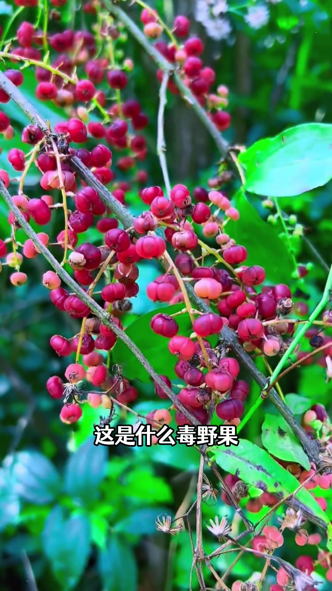 农村21种野果，看看你认识几种，野外遇见要小心