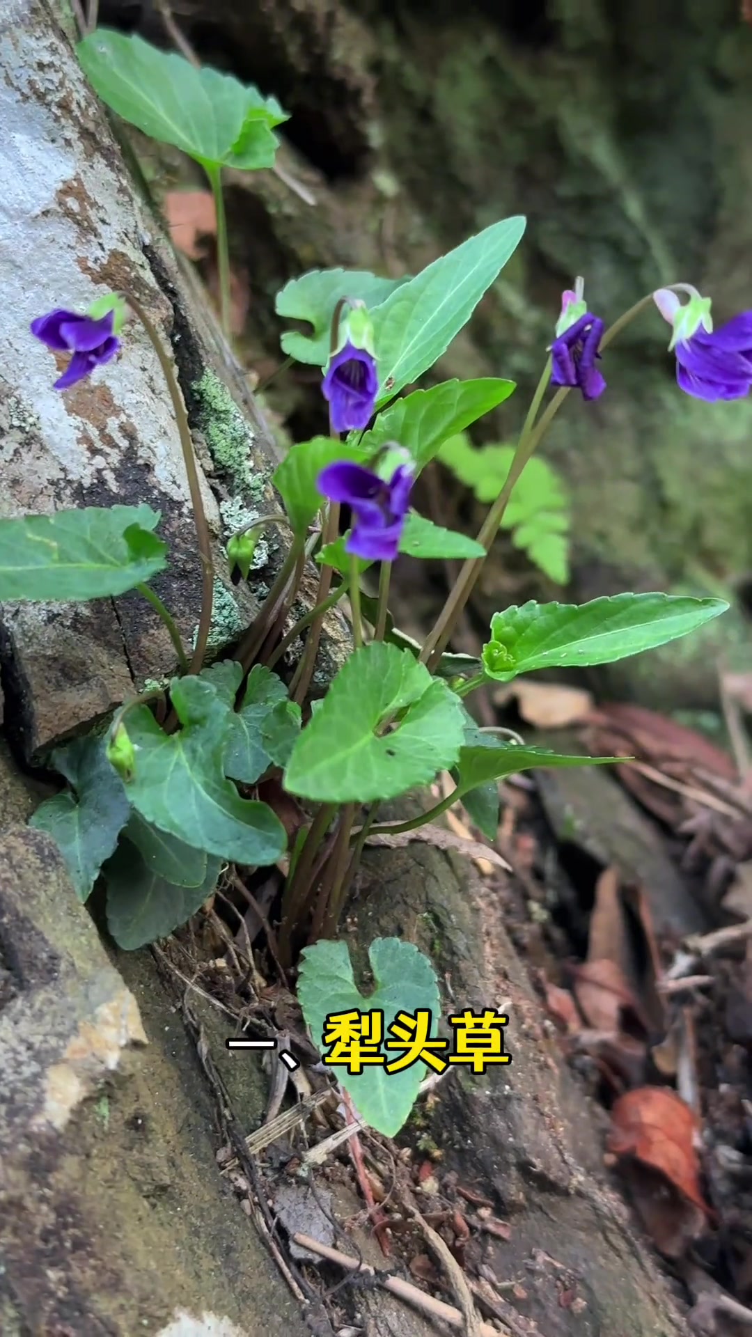 实拍农村22种野菜，你吃过几种？