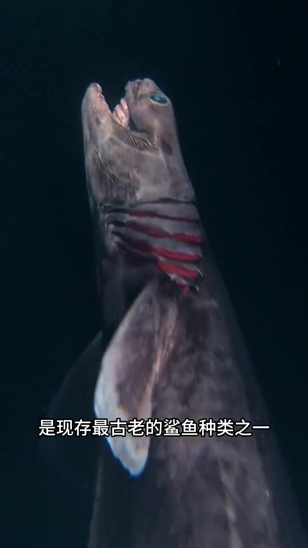带你认识18种鲨鱼