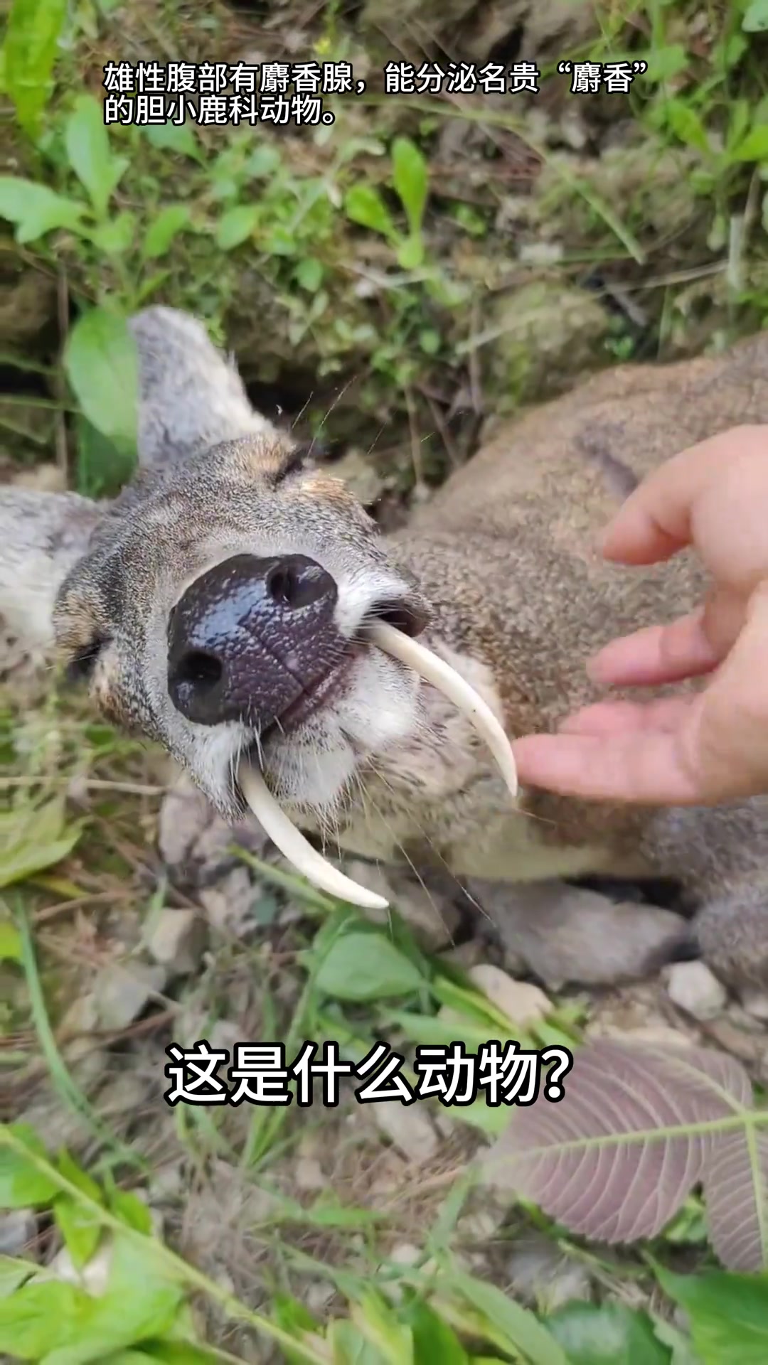 分享科普9种保护动物