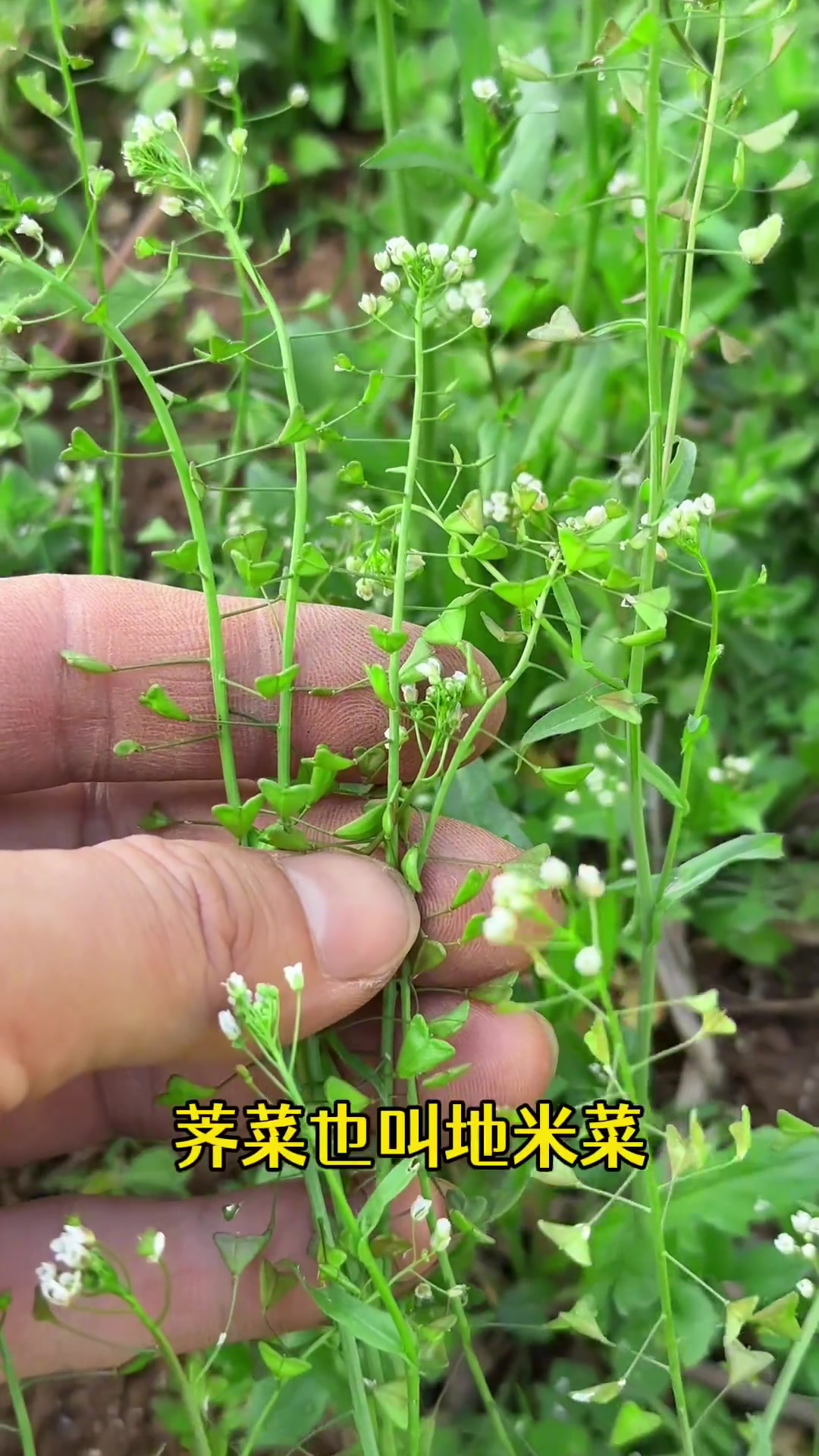 春天里最早冒头的野菜之一,荠菜,也叫地米菜,用来煮汤,包饺子
