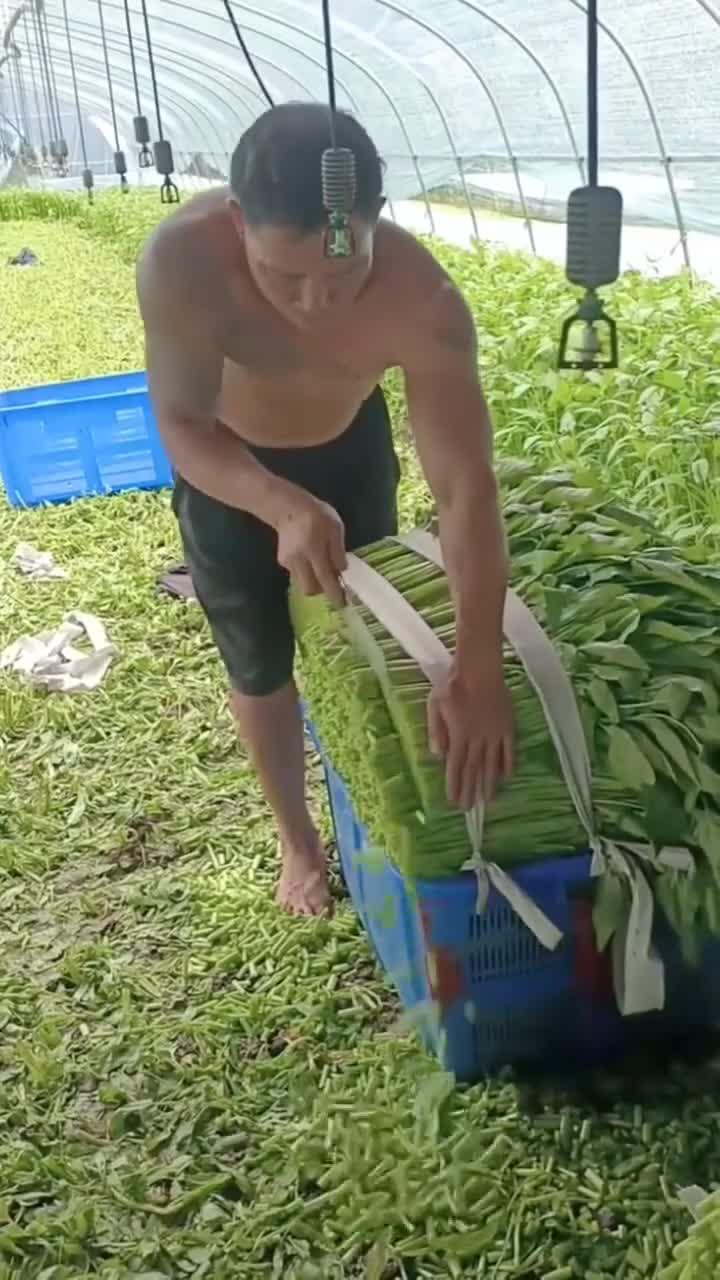 有认识这是什么菜的吗