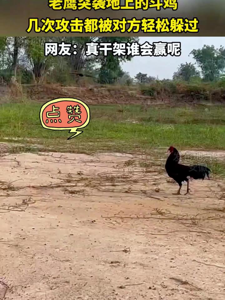 老鹰突袭地上的斗鸡,几次攻击都被对方轻松躲过-汉字