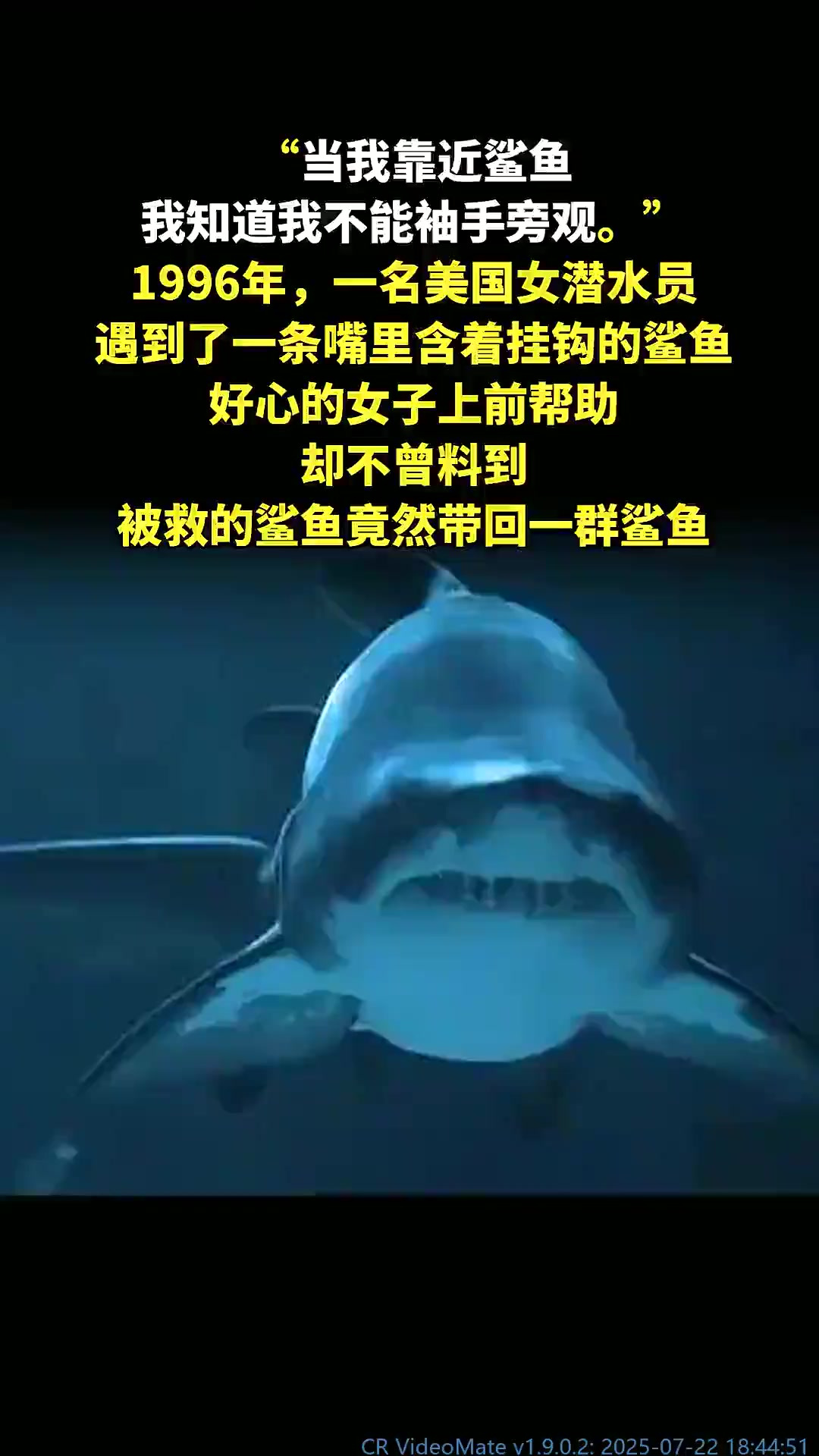 美国女潜水员救鲨鱼,反被群鲨围?