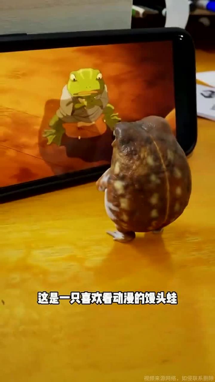 非常可爱的馒头蛙平时喜欢钻土里