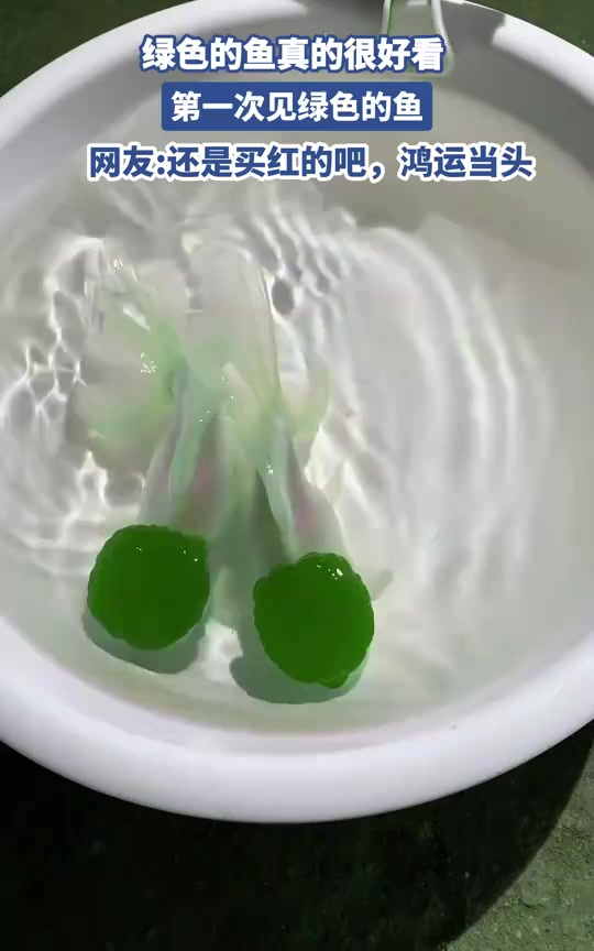 绿色的鱼真的很好看,第一次见绿色的鱼