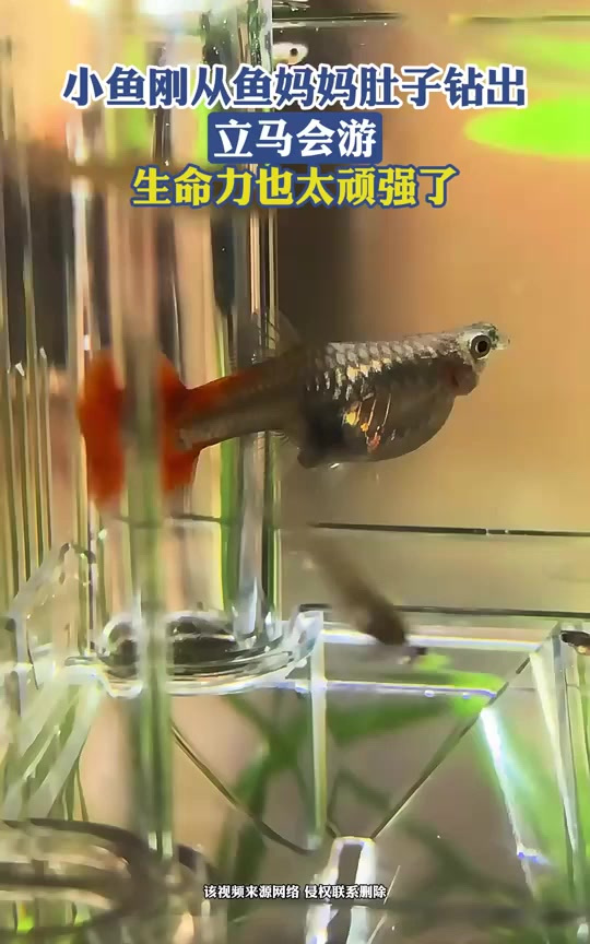 小鱼刚从鱼妈妈肚子钻出,立马会游,生命力也太顽强了