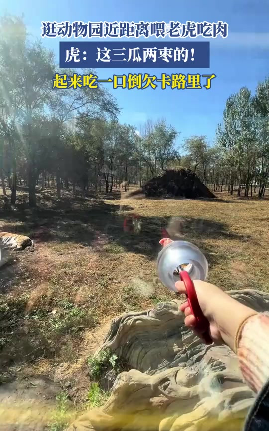 逛动物园喂老虎吃肉,虎:这三瓜两枣的!起来吃一口倒欠卡路里了