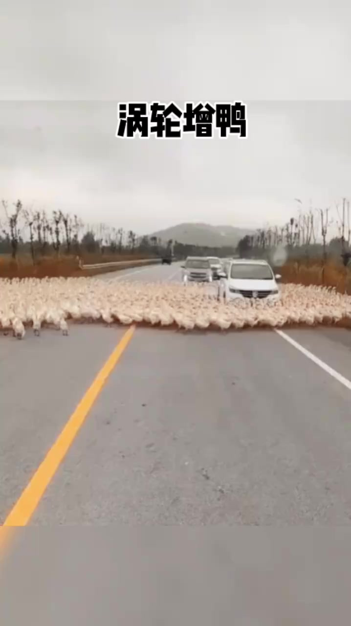 和你们说你们都不信,我上班迟到的原因是被一群鸭子给包围了