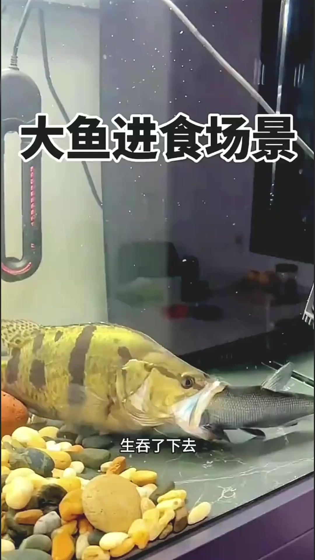 大鱼吃小鱼的场景,太凶猛了