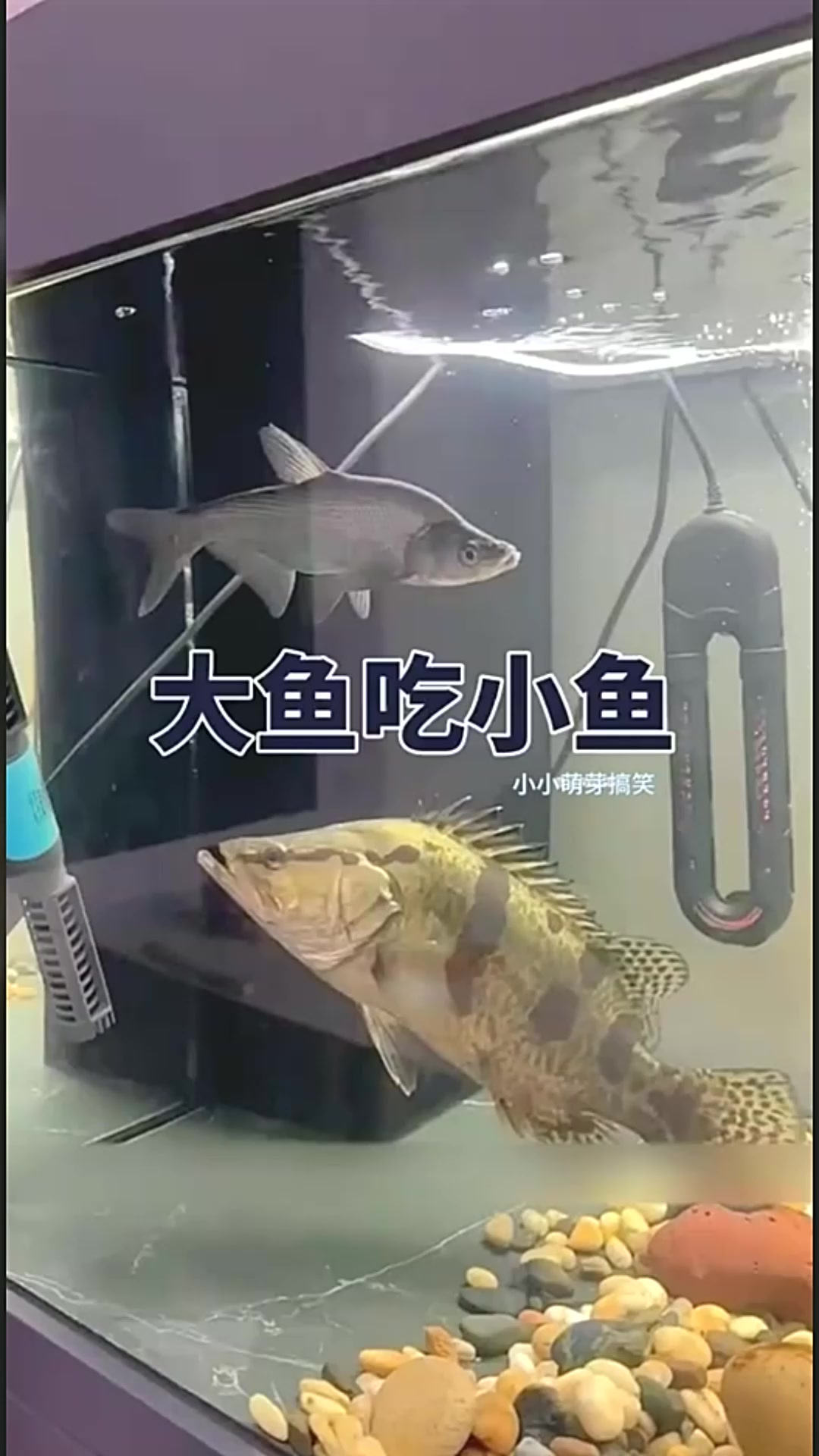 大鱼吃小鱼的场景，这是什么鱼这么凶猛