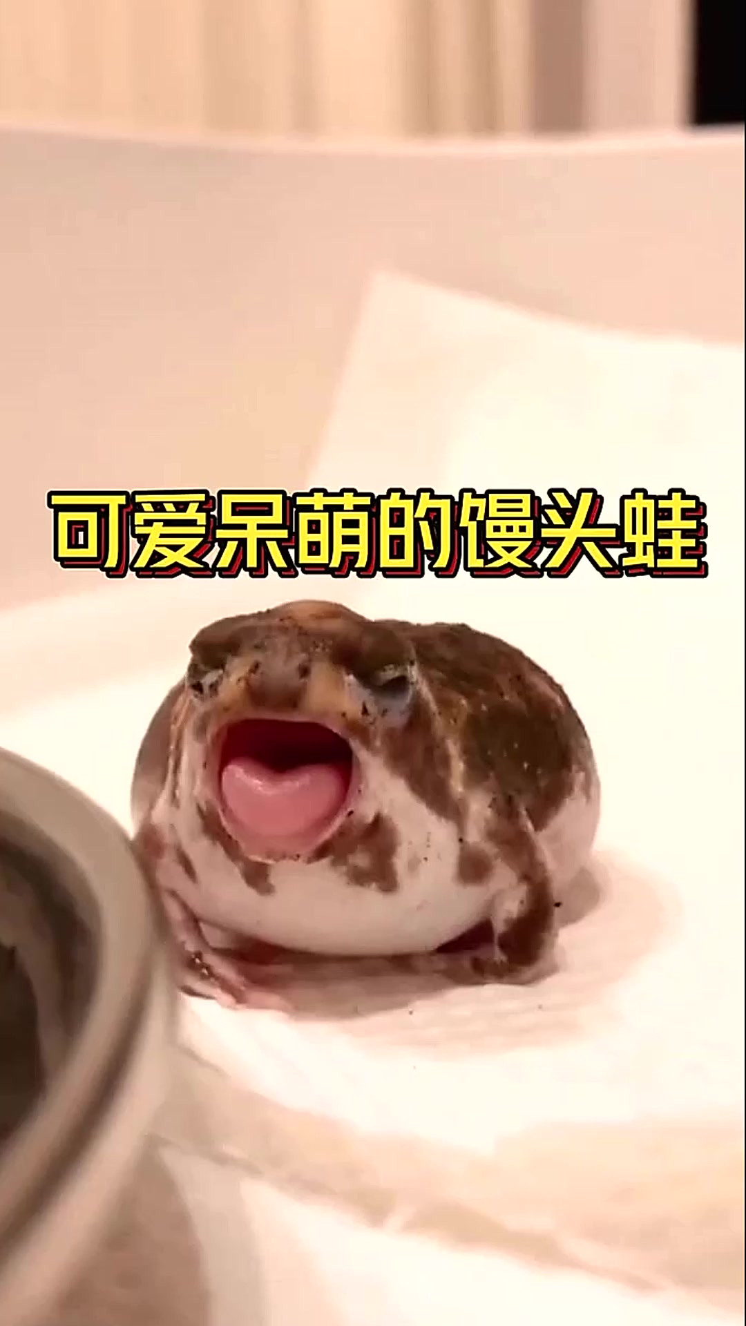 你见过这么可爱呆萌的青蛙吗?它叫馒头蛙,也被称为沙漠雨蛙