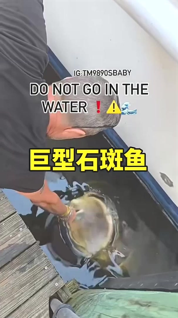 海面上窜出来的巨型石斑鱼压迫感有多强