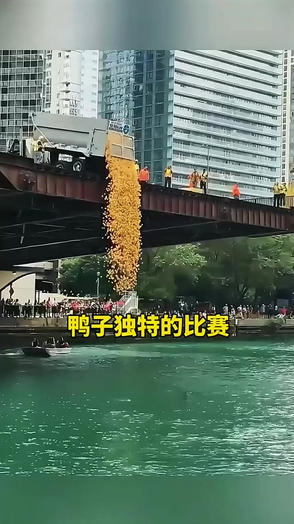 鸭子独特的比赛