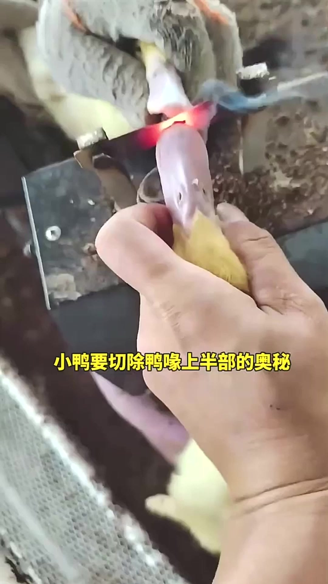 小鸭要切除鸭喙上半部的奥秘
