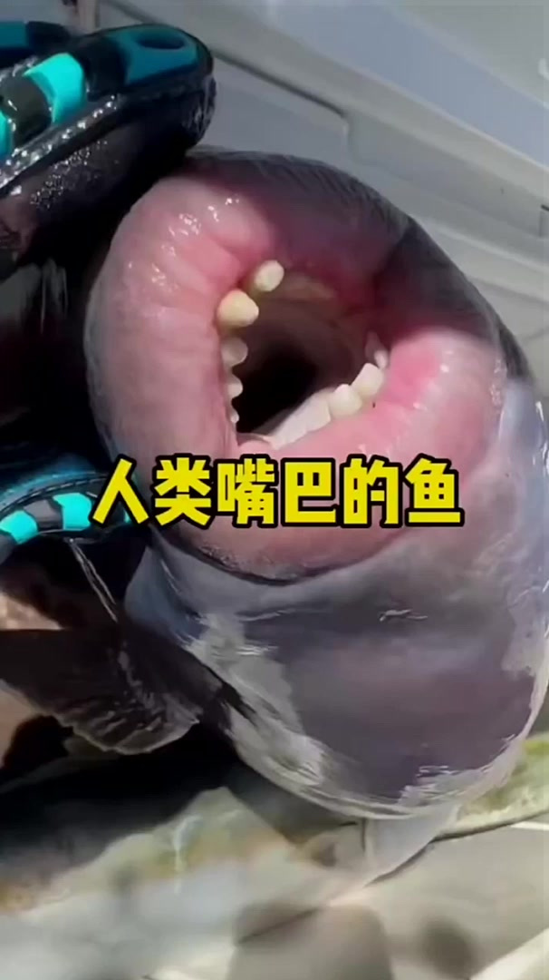 板机鱼的牙齿为什么不像人类那样需要刷牙或者使用冲牙器保养