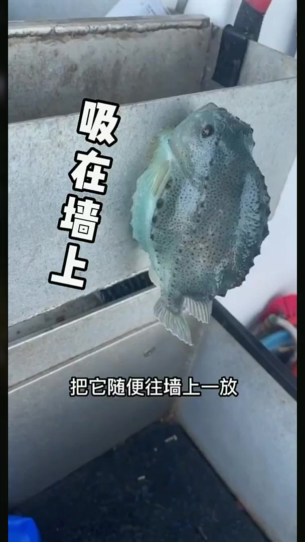 好可爱啊，带吸盘圆滚滚的圆鳍鱼类又名浪浦斯鱼也叫海参斑