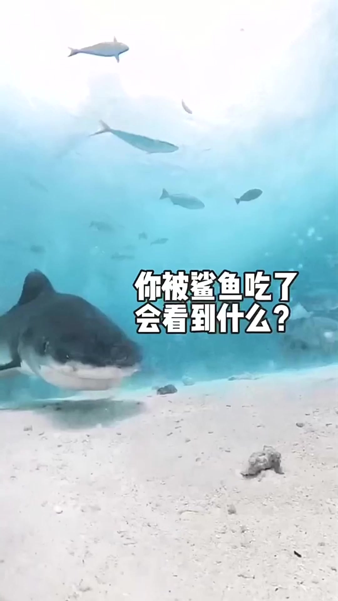 在鲨鱼的嘴里是什么体验？潜水员在水里张开嘴巴会不会有鱼游进入