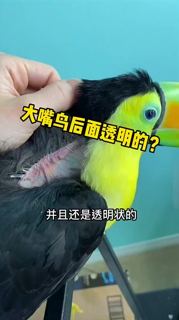 大嘴鸟鵎鵼的皮肤竟然是透明的，甚至还能敲击嘴巴发声