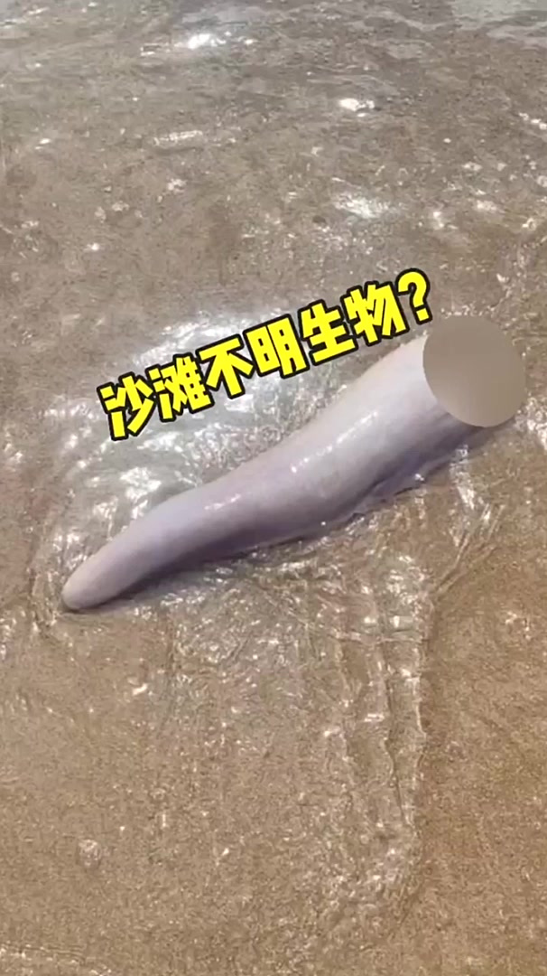 国外网友在沙滩发现类似巨大海蛇或者美人鱼尾巴的残肢