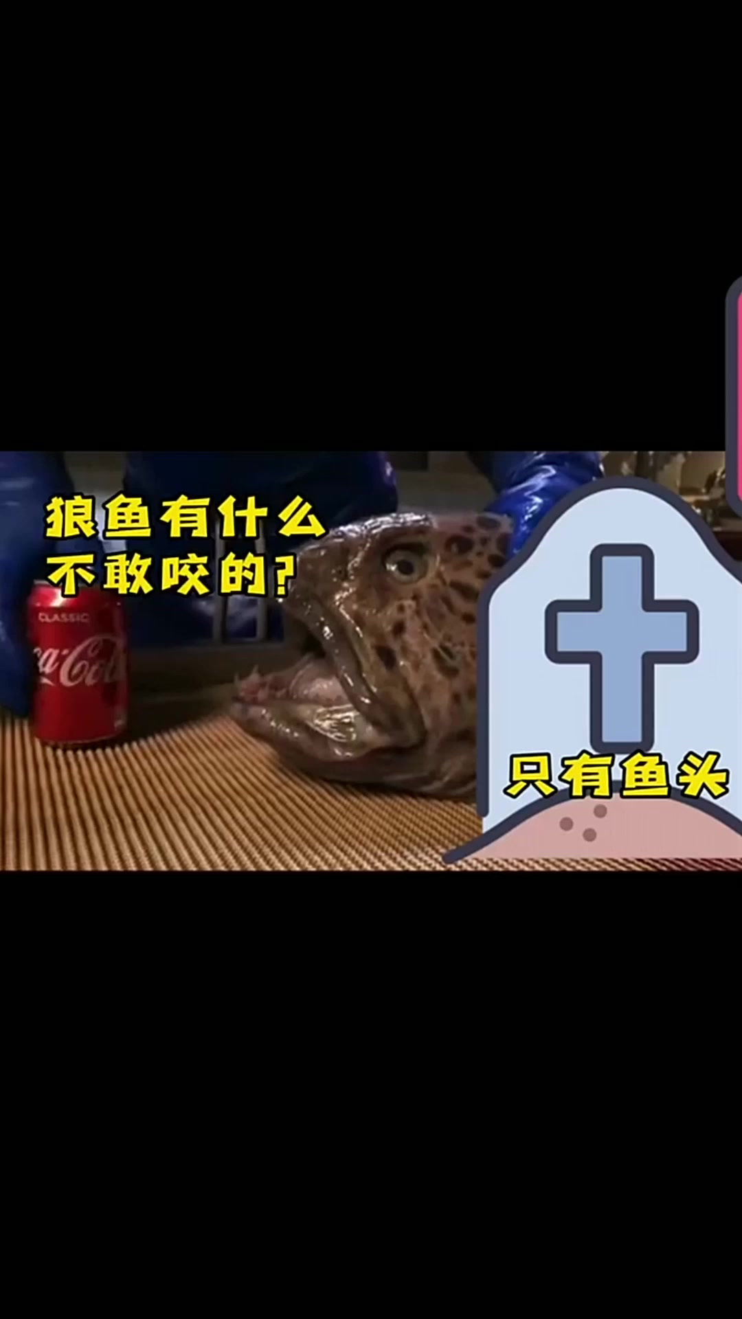 只剩下鱼头还能咬东西的狼鱼,你知道有什么是它不敢咬的吗?