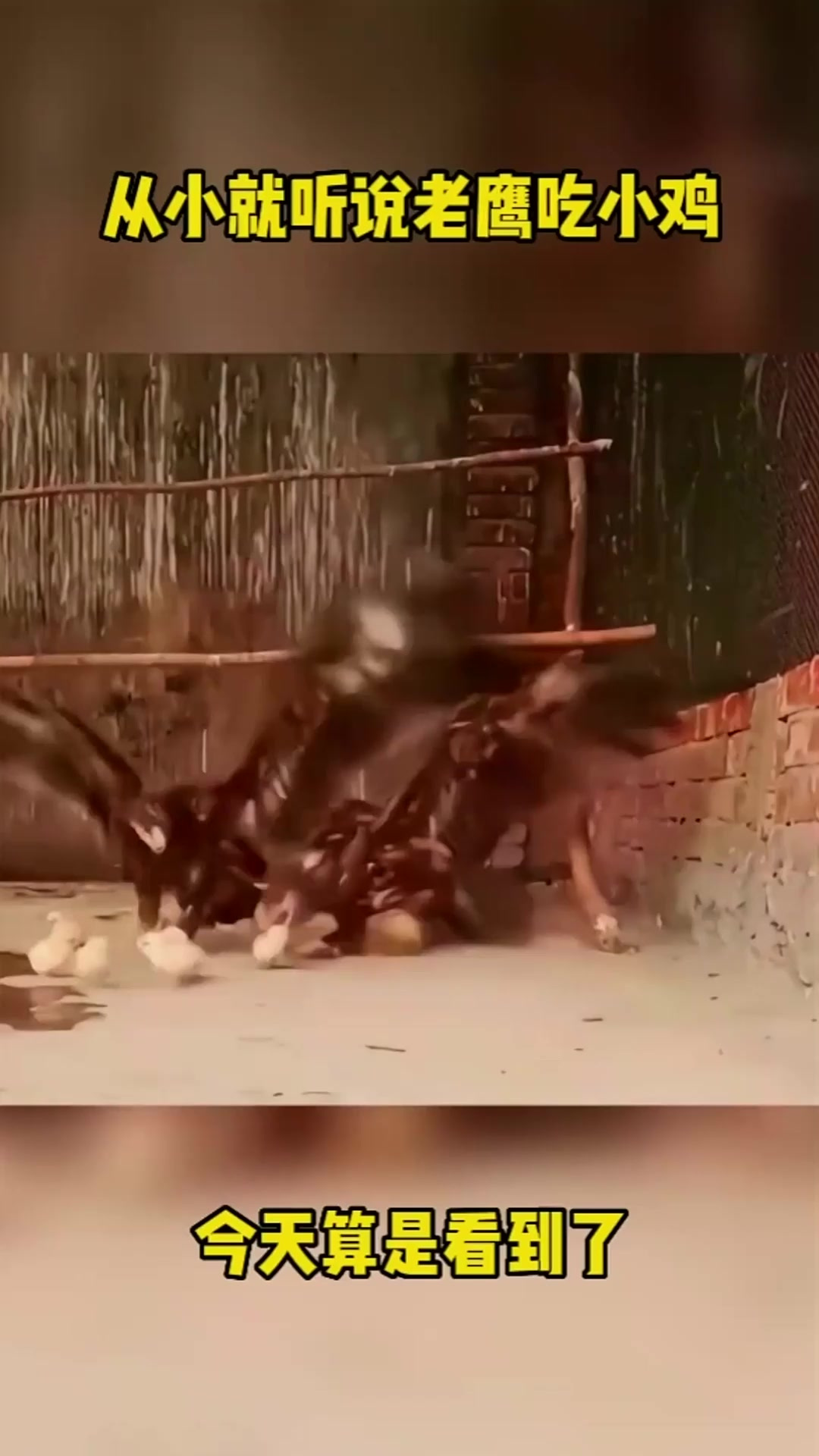 从小就听说老鹰吃小鸡