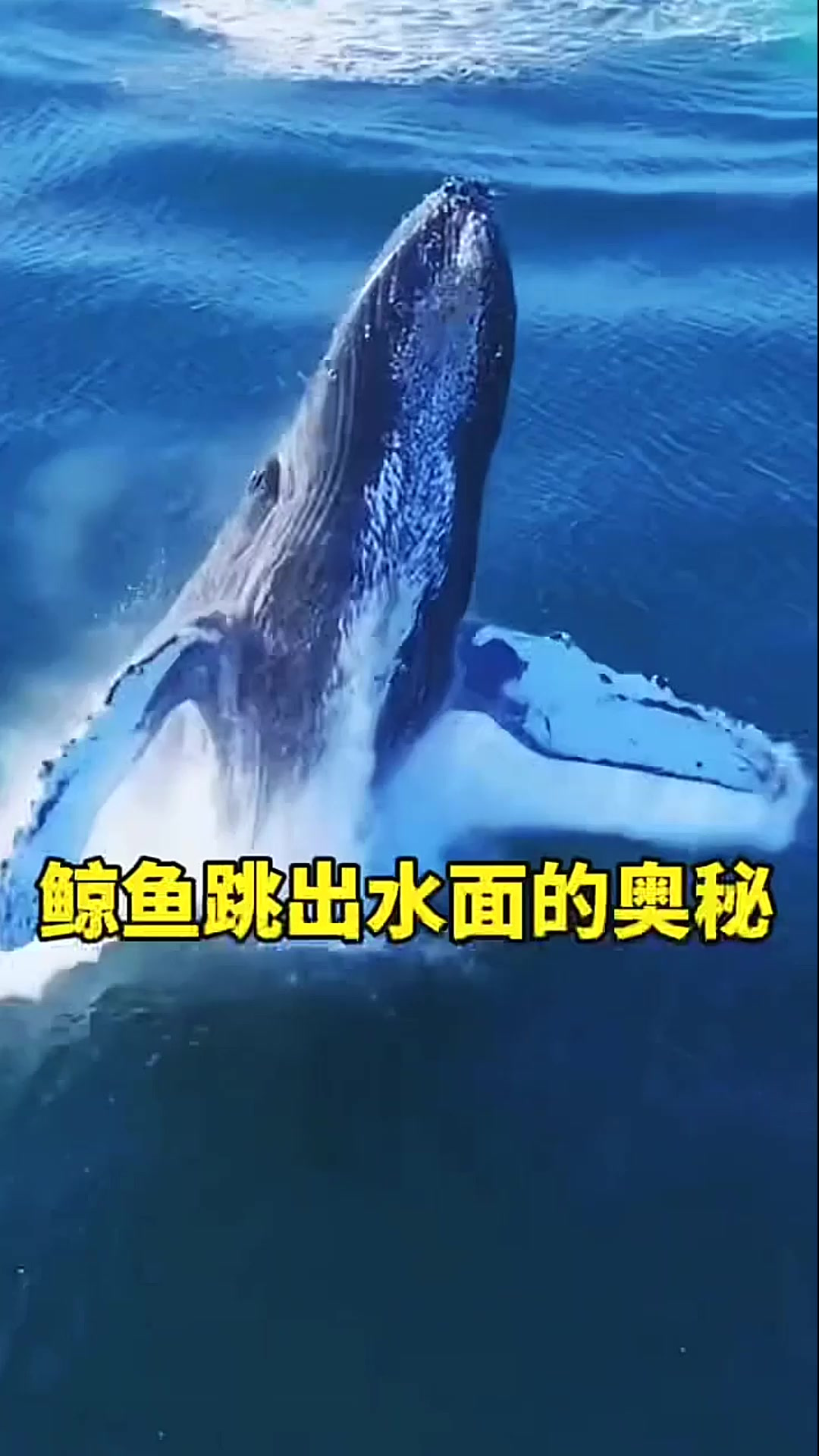 鲸鱼跳出水面的奥秘