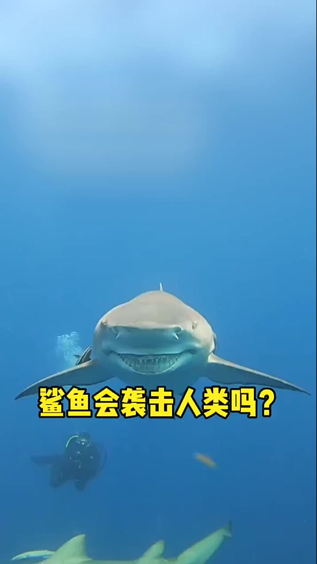 为什么说鲨鱼不会主动袭击人类但还有那么多的咬人事件