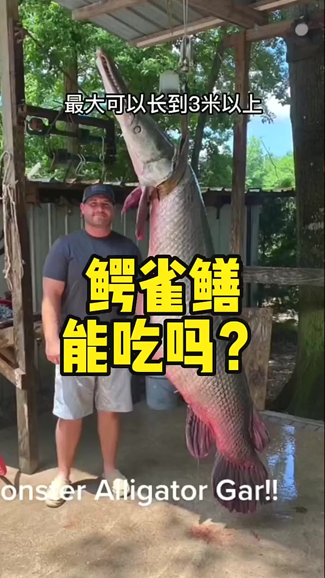 入侵物种的鳄雀鳝有毒?那么到底能不能吃呢?