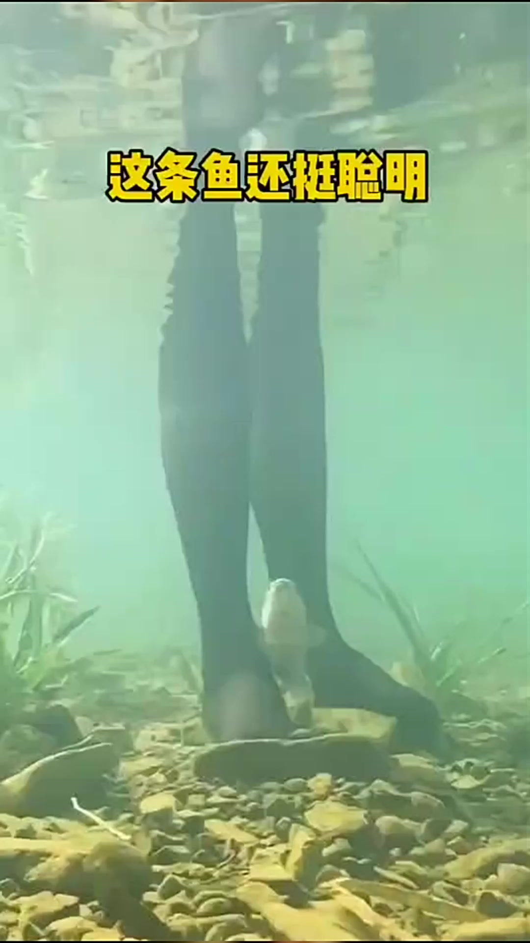 这条鱼还挺聪明